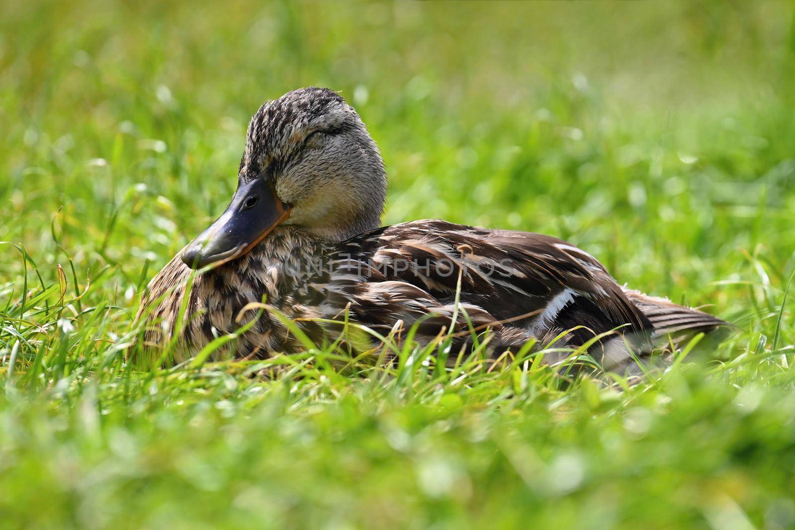 Small ducks by the pond. Fledglings mallards.(Anas platyrhynchos) by Montypeter