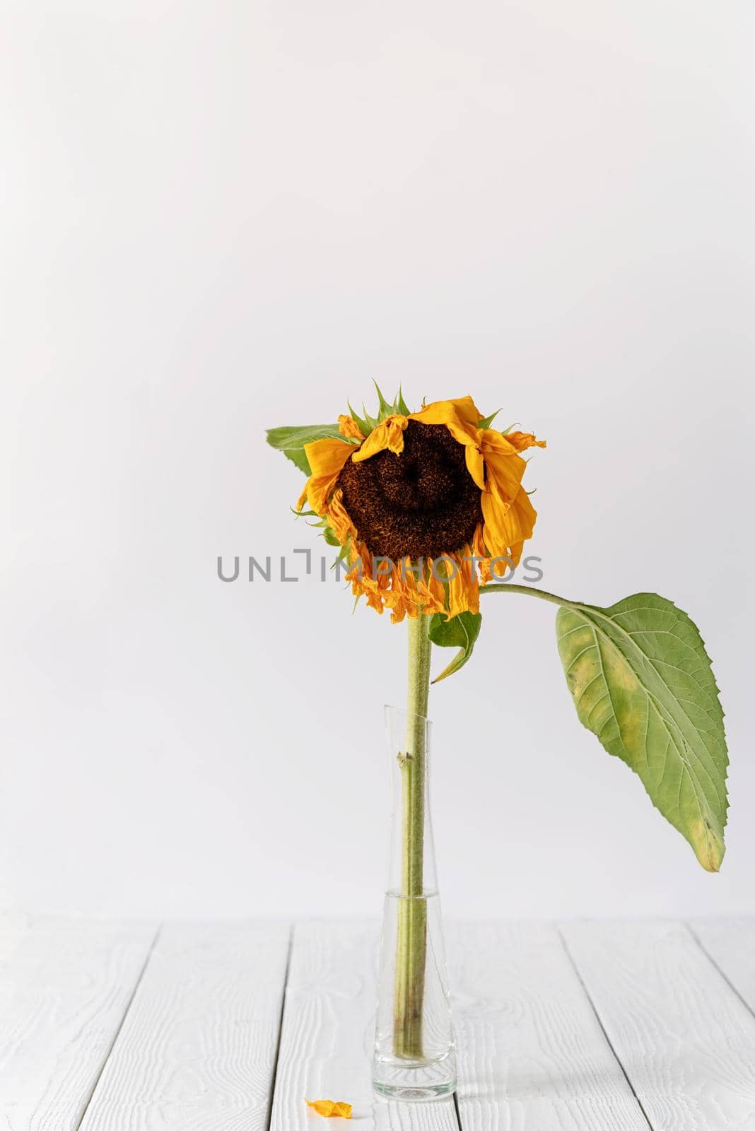 Single dry withered sunflower in a vase on white by Desperada