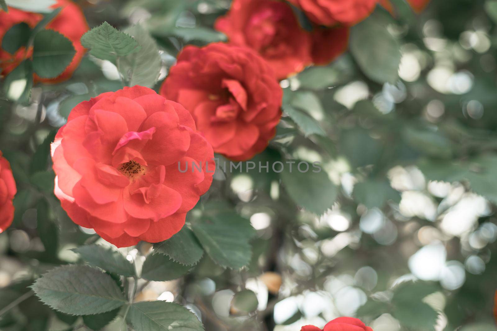 Red roses in the own garden. Valentines, mother’s day or birthday background by Daxenbichler