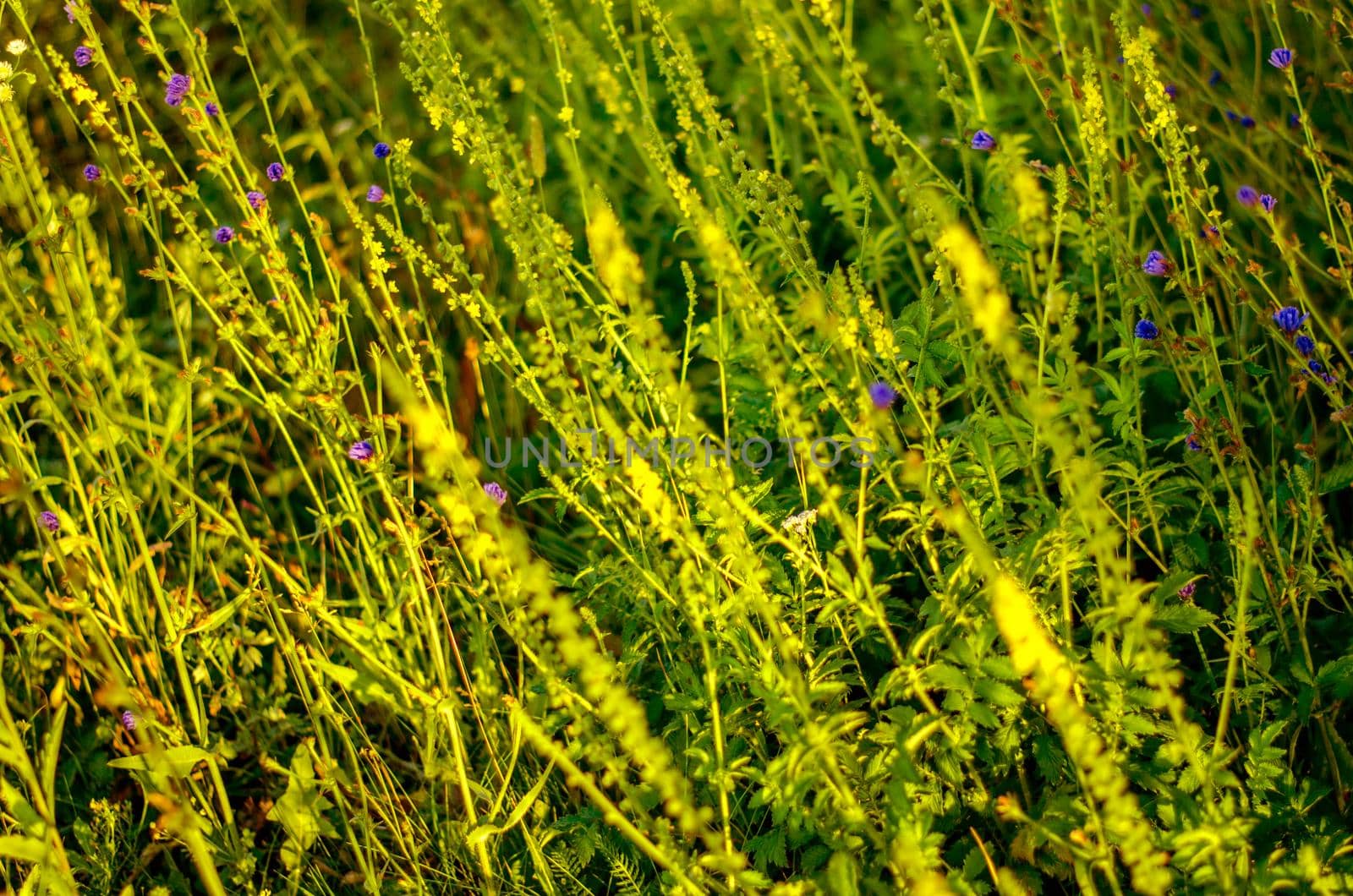 Atmospheric natural background with meadow vegetation in the rays of the rising sun. Bottom view. Toning