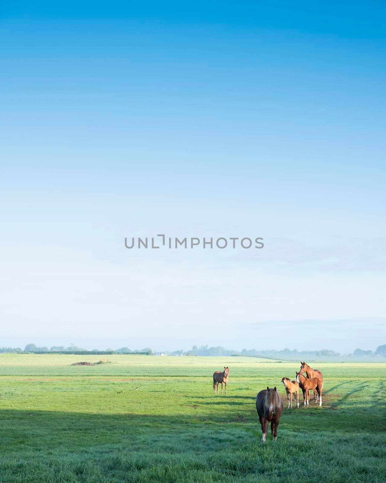 horses in green grassy meadow and distant farm in holland under blue sky on summer morning by ahavelaar