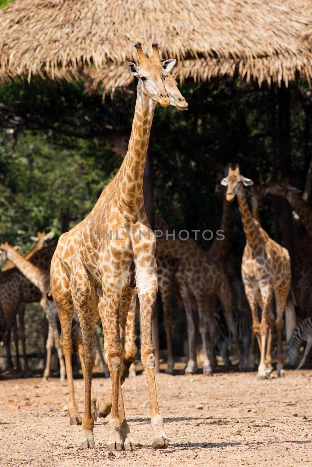 Giraffe in the zoo