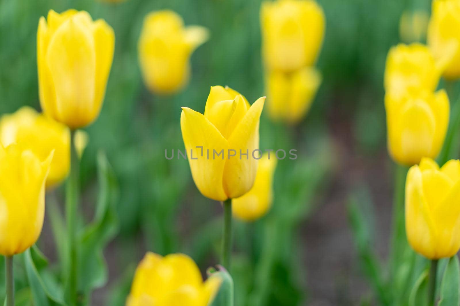 Yellow tulip flowers background outdoor by andreonegin