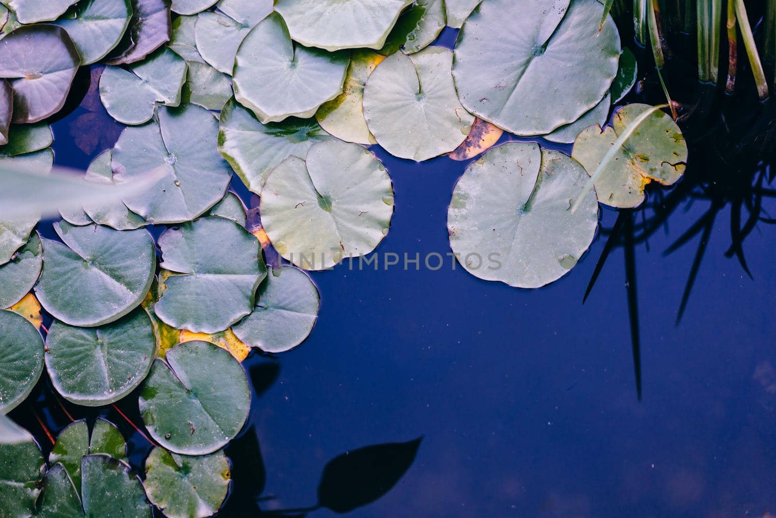 Water lily leaf water surface background dark toned photo
