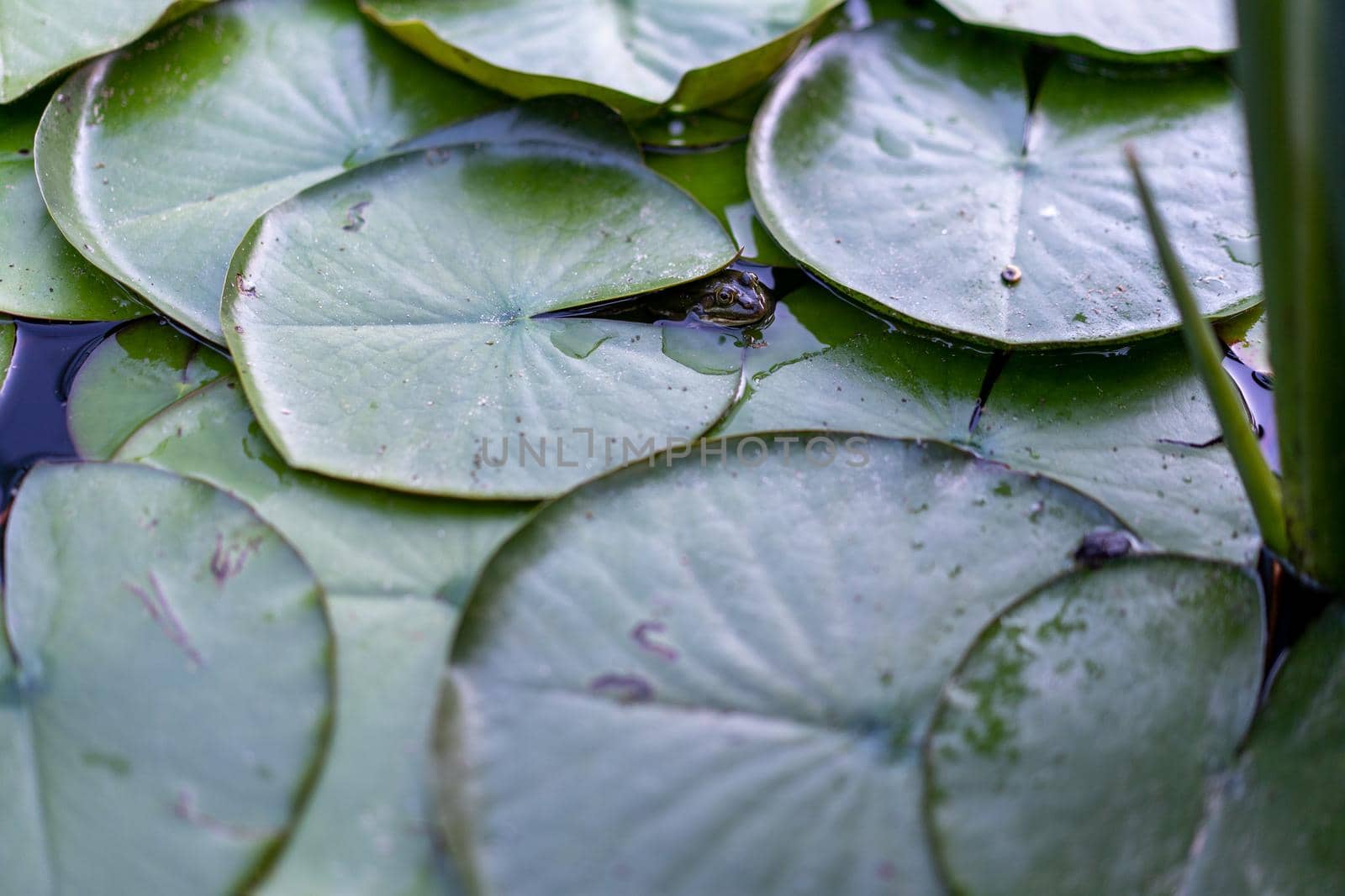 Water lily leaf water surface background by andreonegin
