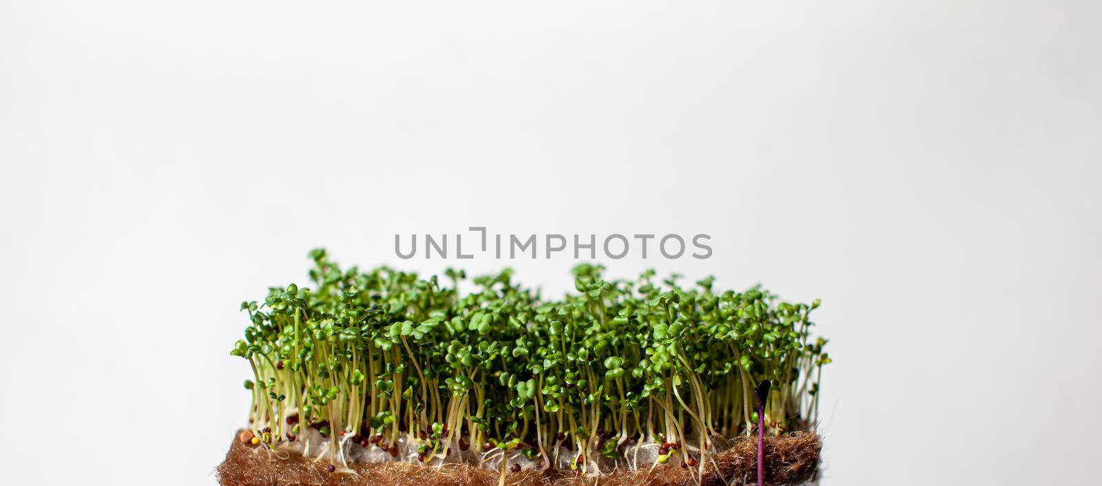 Micro greens of mustard, arugula and other plants on a white background. Growing mustard sprouts in close-up at home. The concept of vegan and healthy food. Sprouted seeds, micro-greens