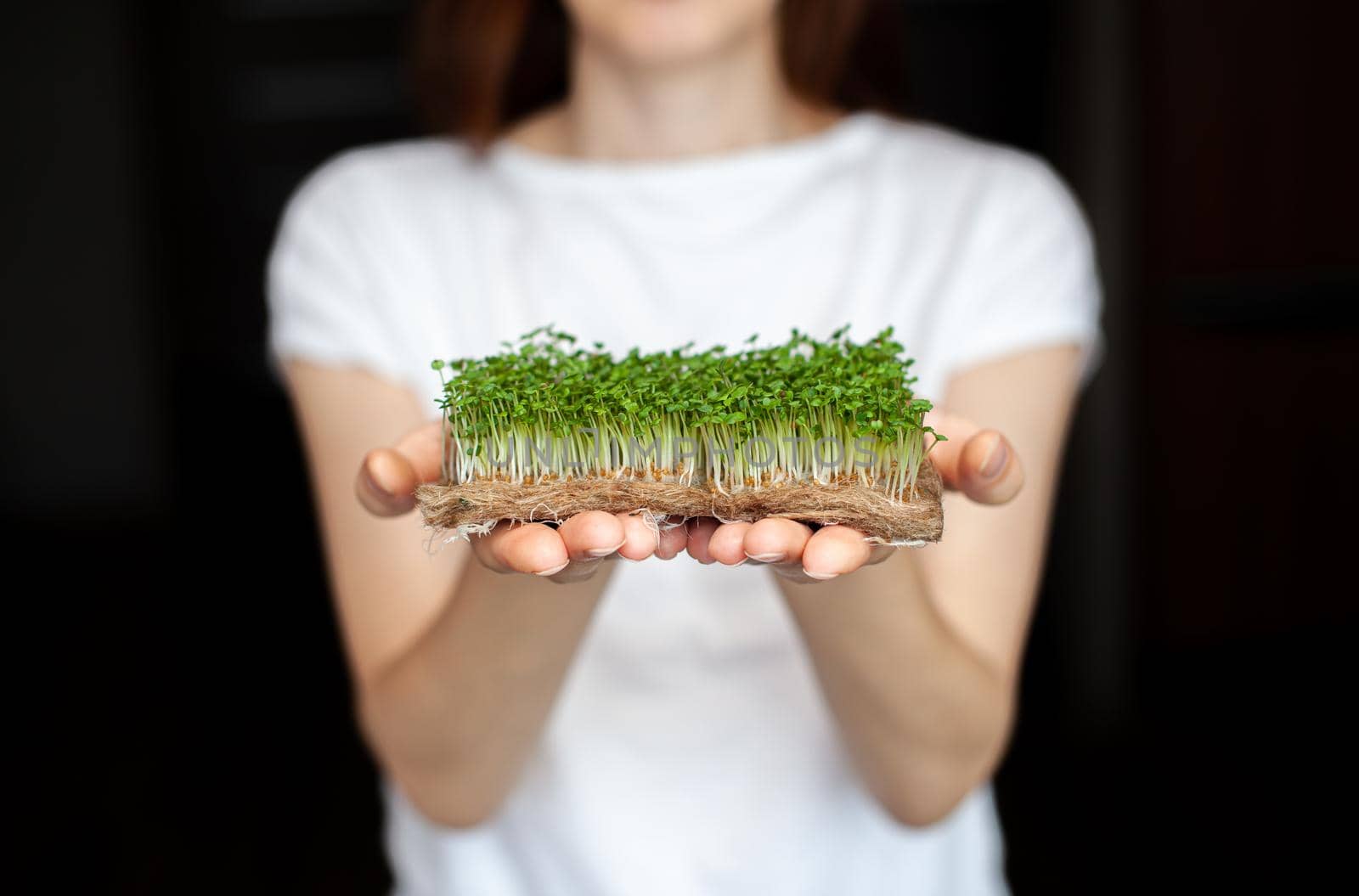 A woman holds micro greens grown at home in her hands. Healthy and healthy food. Vegetarian food. Micro-greens for salads and meals