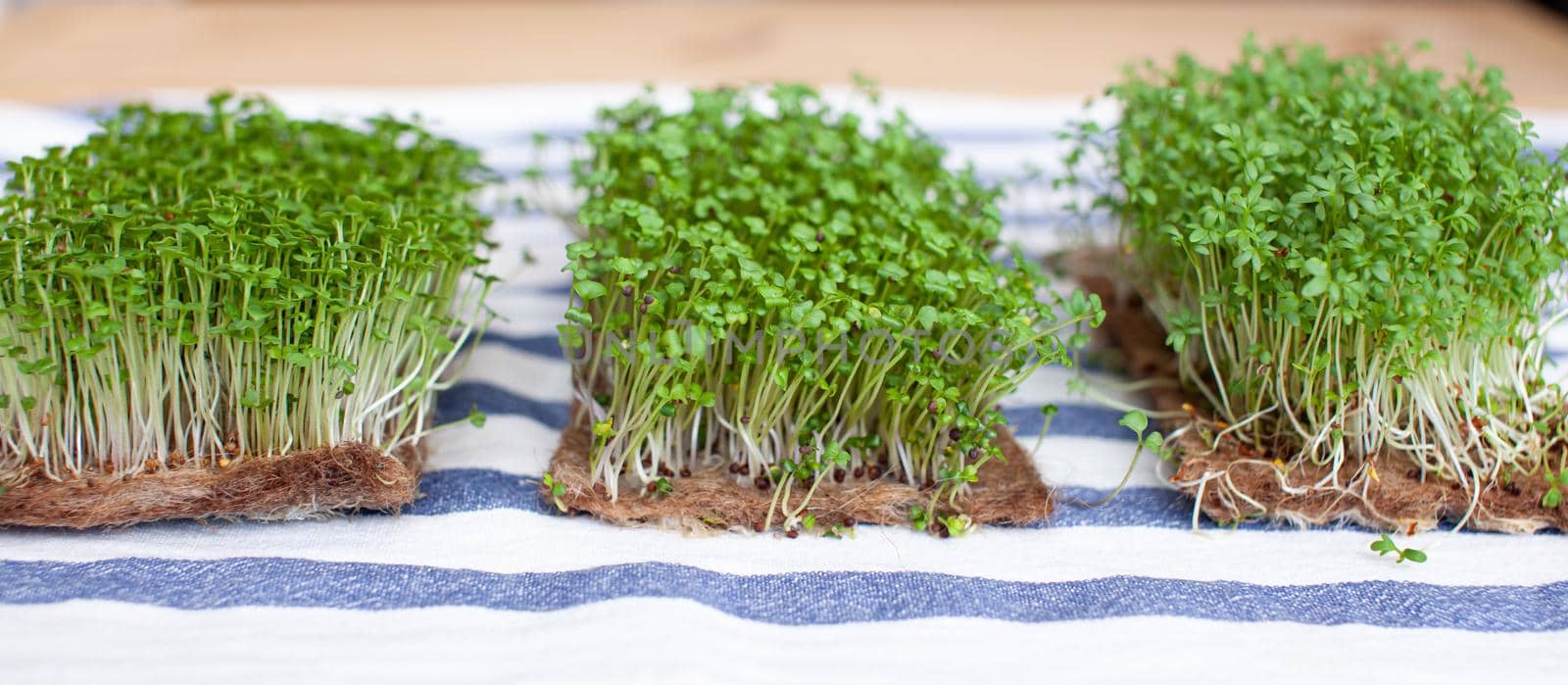 Close-up of micro-greens of mustard, arugula and other plants at home. Growing mustard and arugula sprouts in close-up at home. The concept of vegan and healthy food. Sprouted seeds, micro-greens