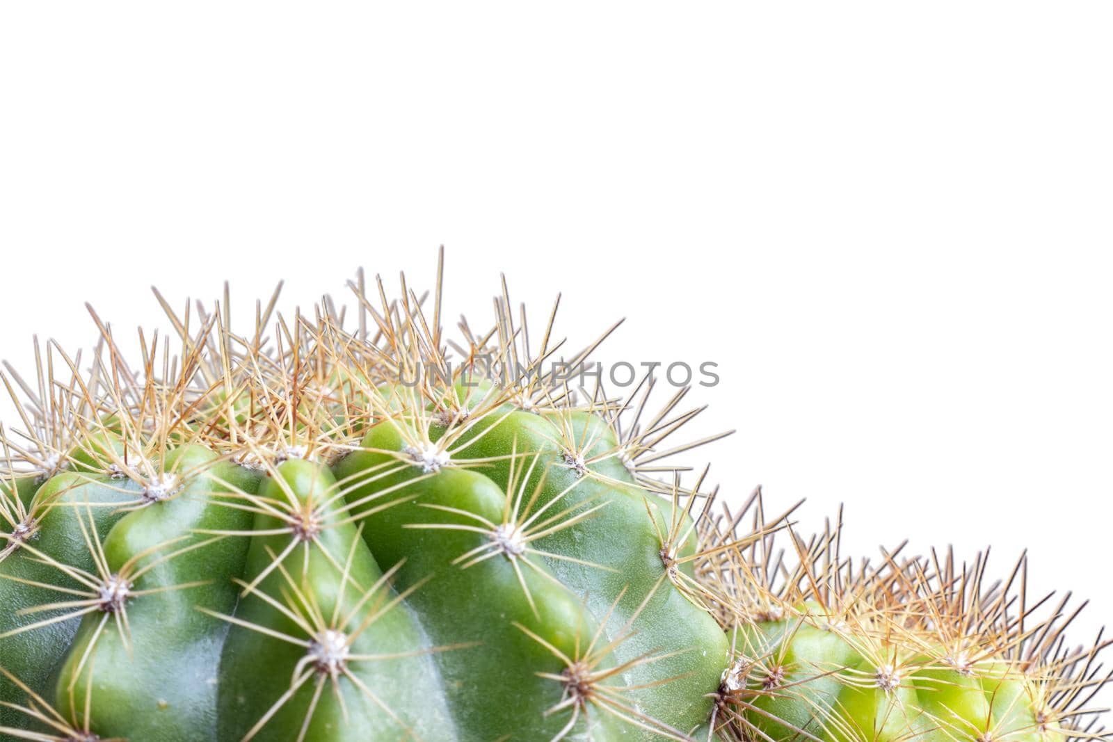 Close up cactus by suththisumdeang