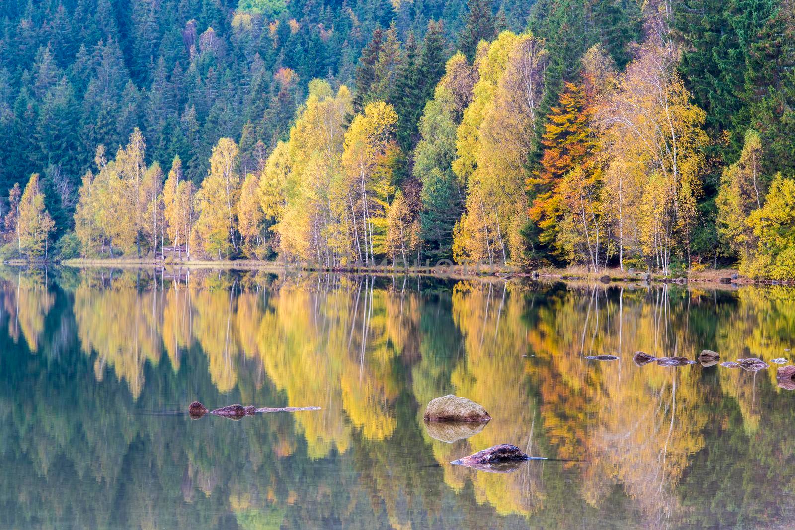 Mirroring stones and autumn birch trees in water. Saint Anne Lake is the only one crater lake from Romania, located  in volcanic crater of Ciomatu Mare Volcano.