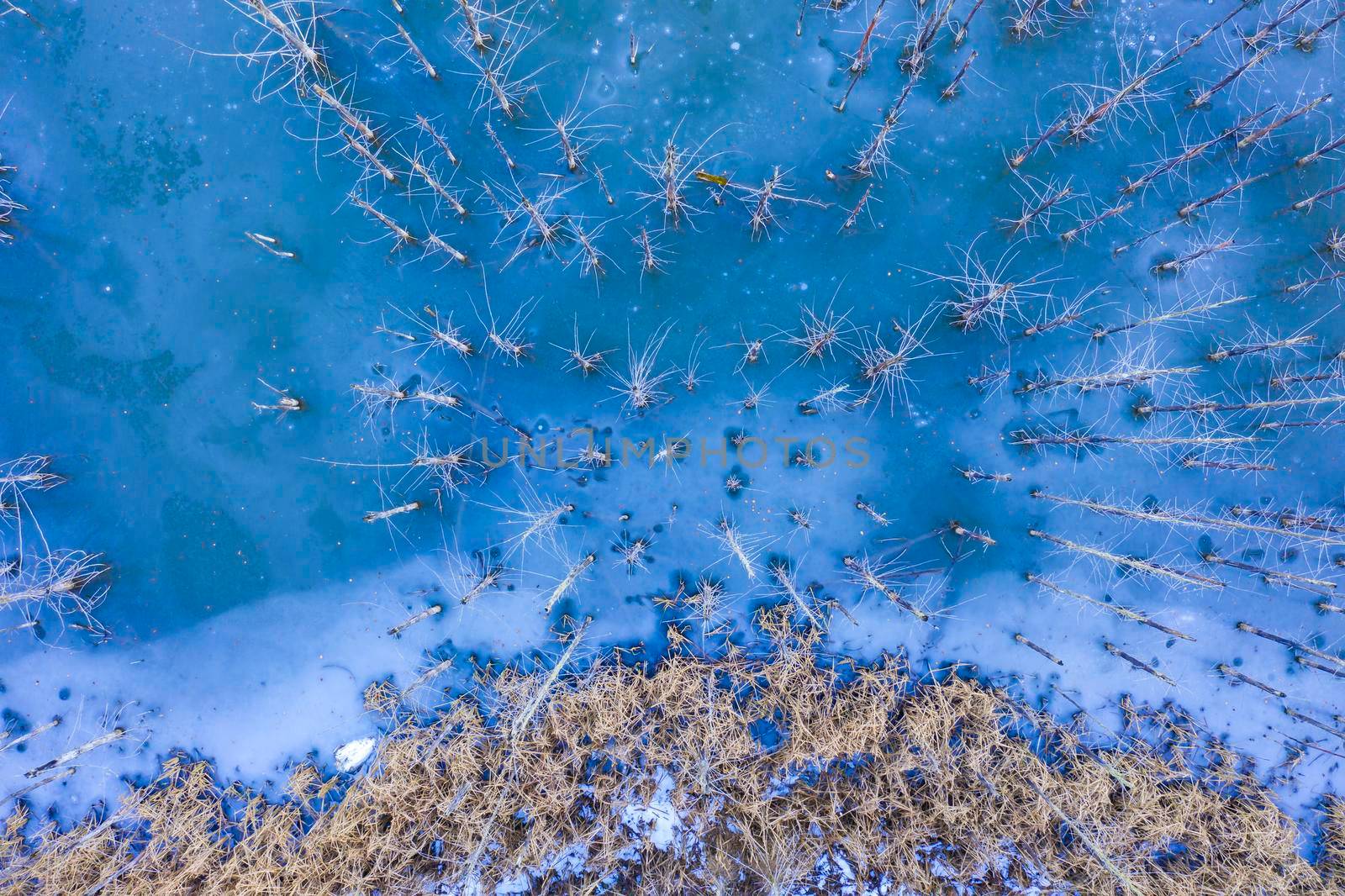 Dead tree in frozen water, lake edge viewed from above. Cuejdel lake was born 30 years ago a landfall on river Cuejdel in Romania, Today is the biggest natural dam lake in Europe.