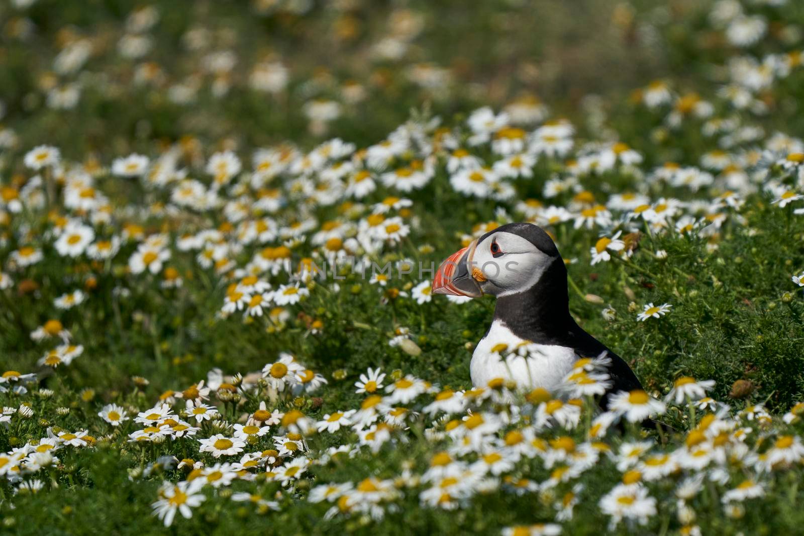 Atlantic puffin (Fratercula arctica) amongst summer flowers on Skomer Island off the coast of Pembrokeshire in Wales, United Kingdom