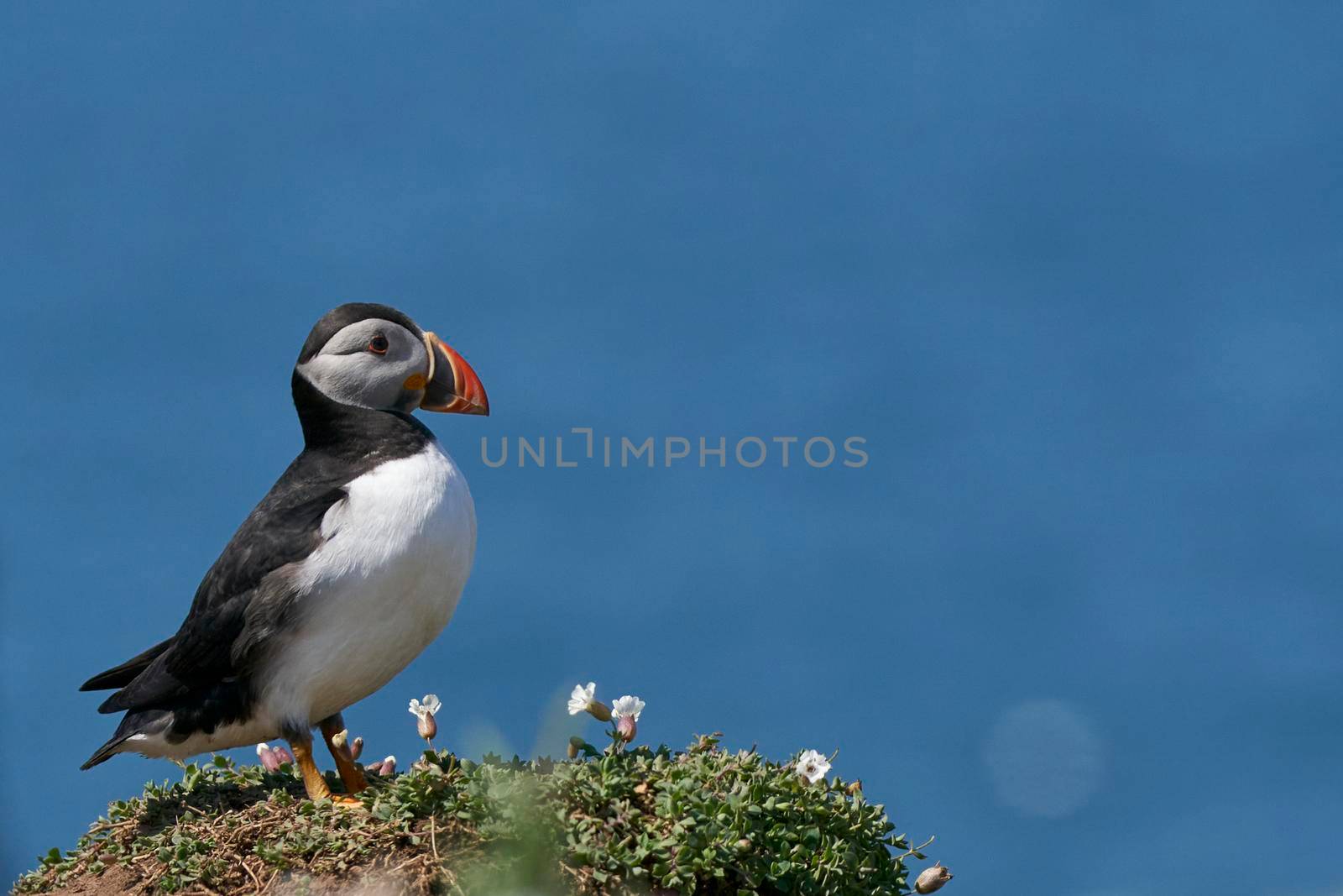 Atlantic puffin (Fratercula arctica) on the cliffs of Skomer Island off the coast of Pembrokeshire in Wales, United Kingdom