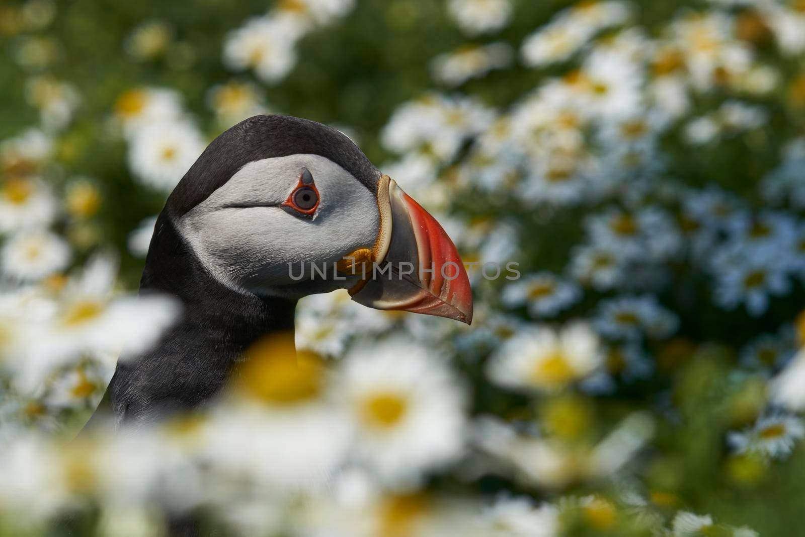 Atlantic puffin (Fratercula arctica) amongst summer flowers on Skomer Island off the coast of Pembrokeshire in Wales, United Kingdom