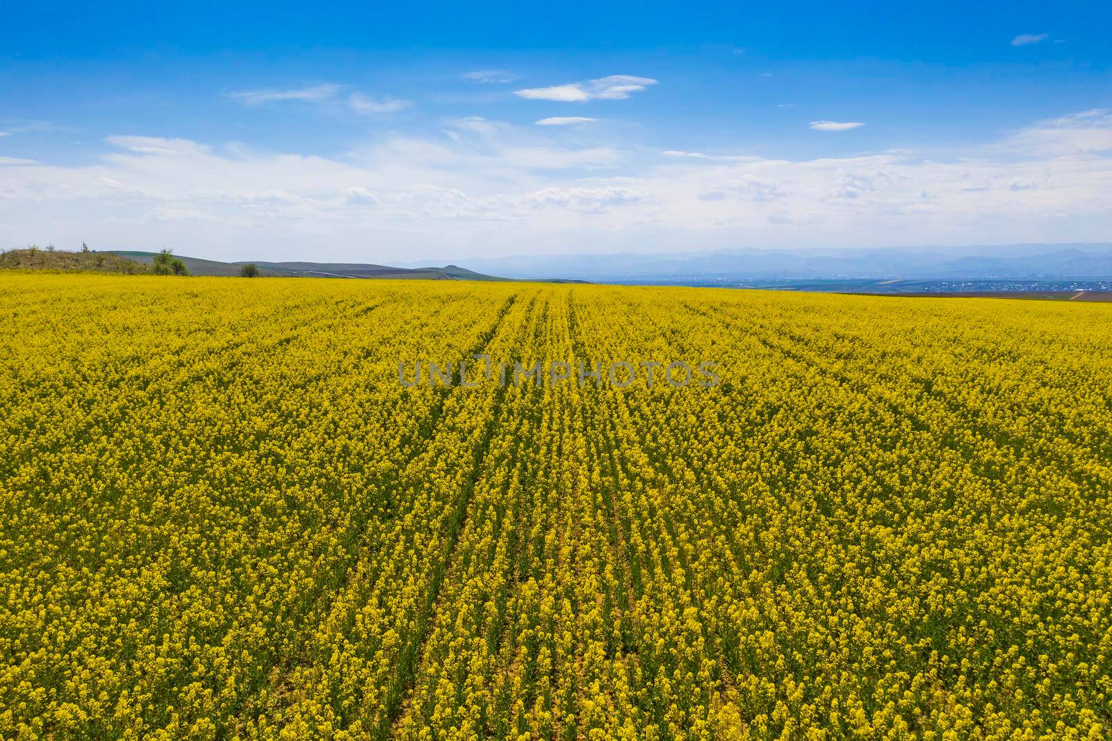 Canola field aerial view by savcoco