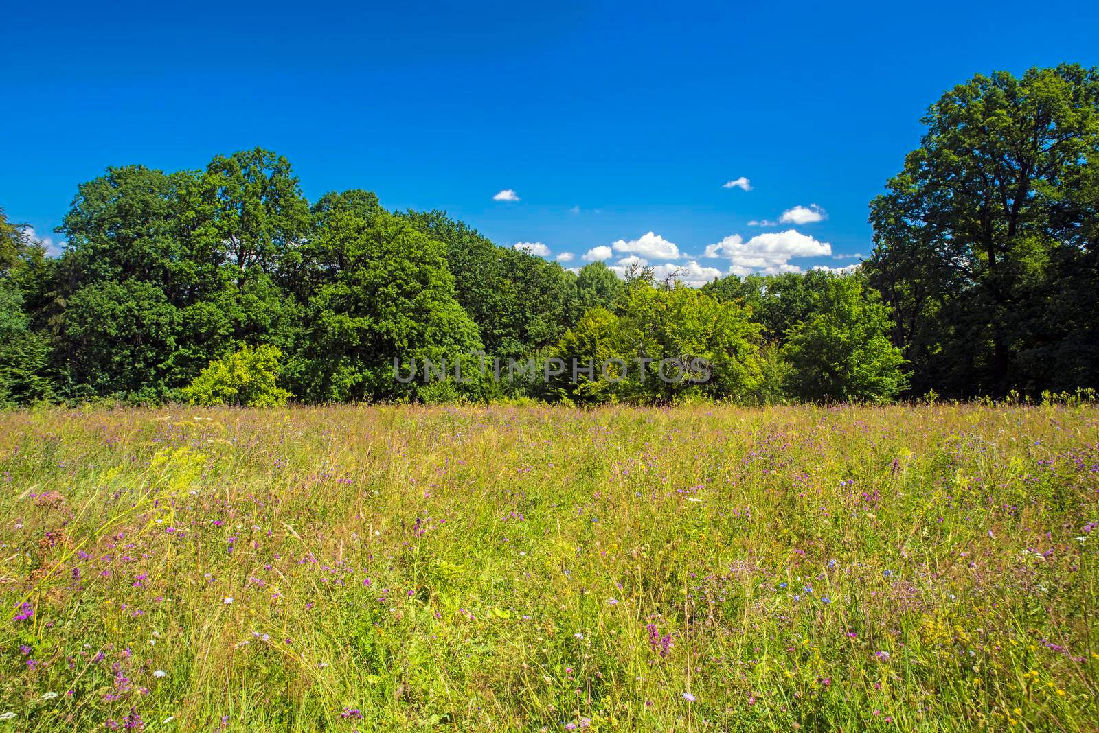 Summer landscape in the mountains, green meadow and forest in a beautiful summer day