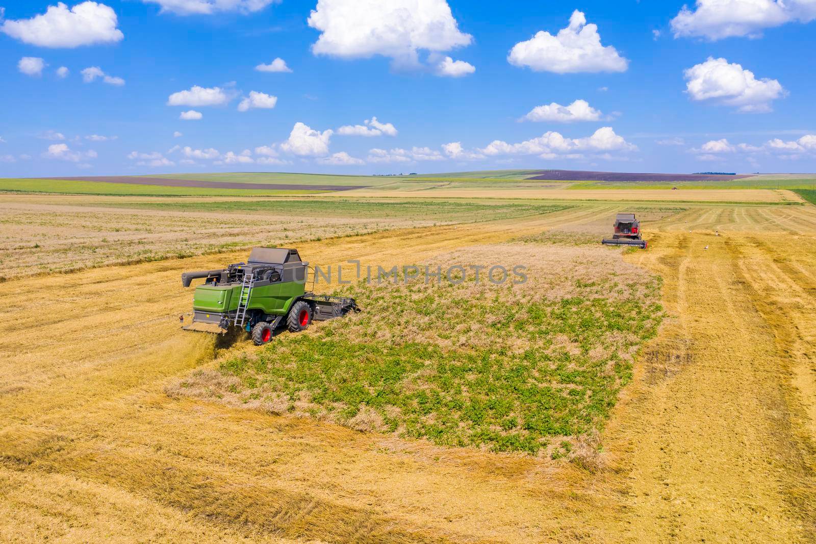 Combines harvesting wheat fileld in a summer day, agriculture work activities