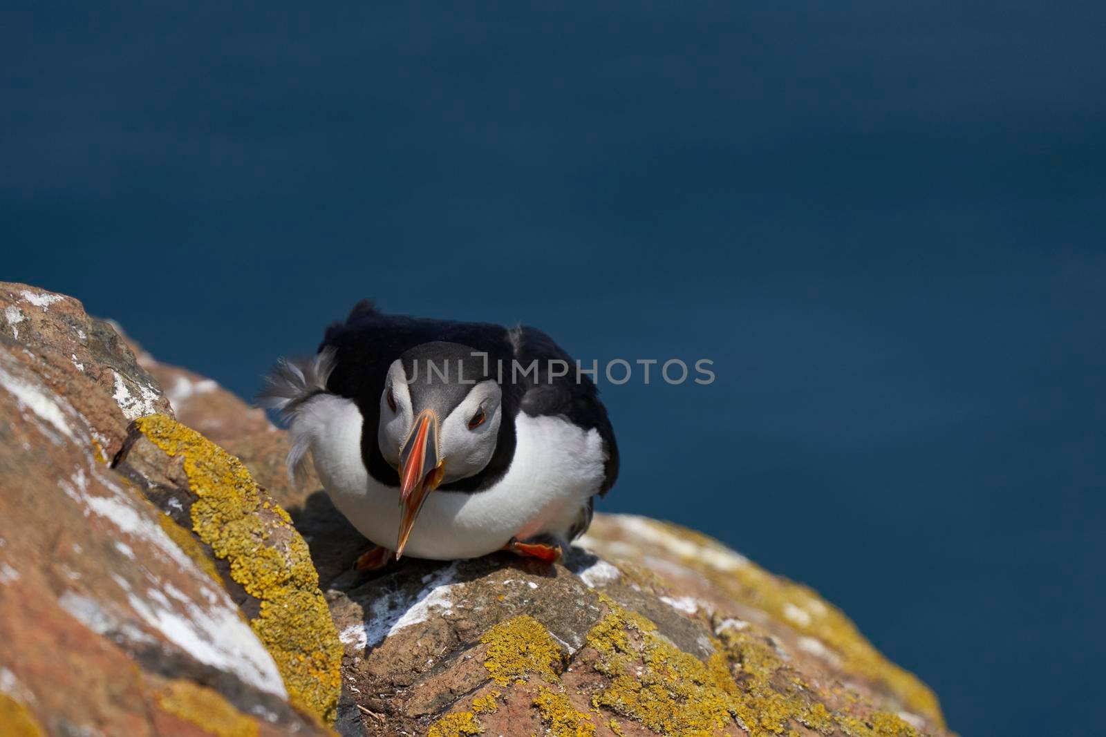 Atlantic puffin (Fratercula arctica) on the cliffs of Skomer Island off the coast of Pembrokeshire in Wales, United Kingdom