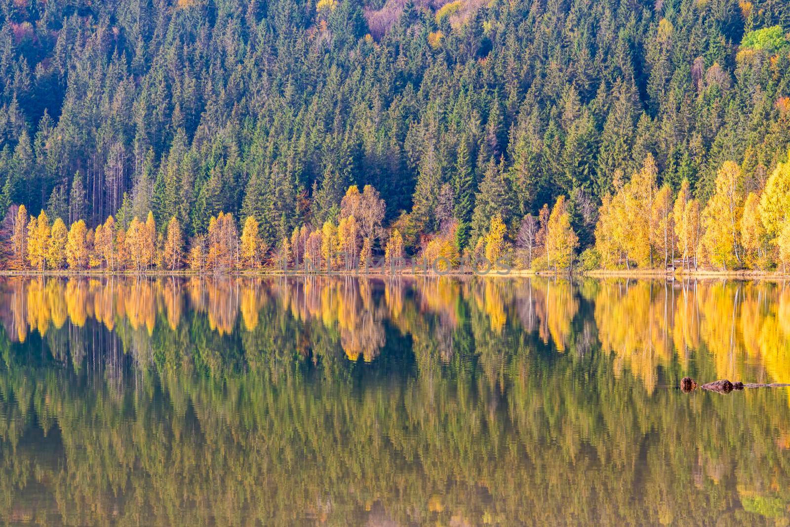 Mirroring yellow birch trees in a mountain lake, Saint Anne Lake is the only one crater lake from Romania, located  in volcanic crater of Ciomatu Mare Volcano.