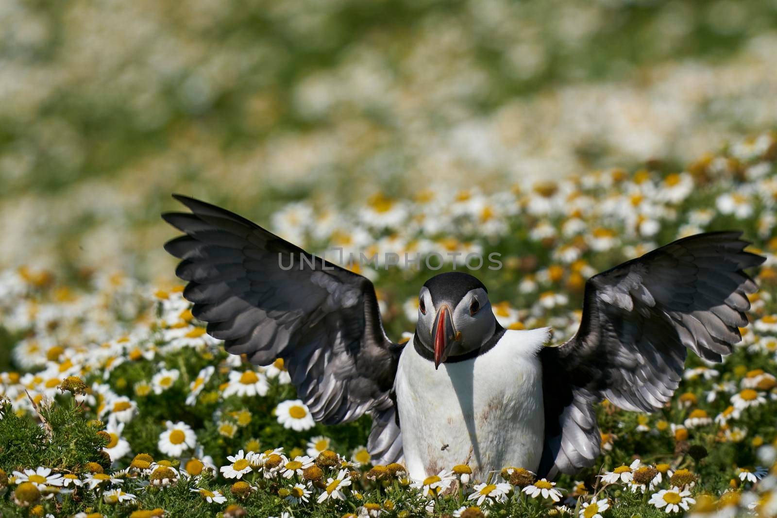 Puffin landing among summer flowers by JeremyRichards