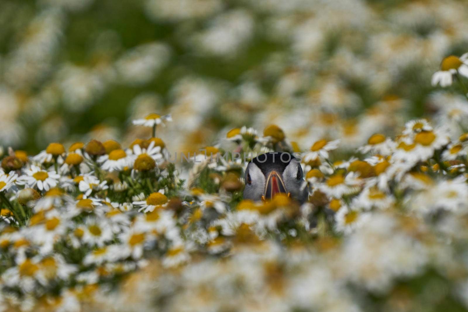 Puffin among summer flowers by JeremyRichards