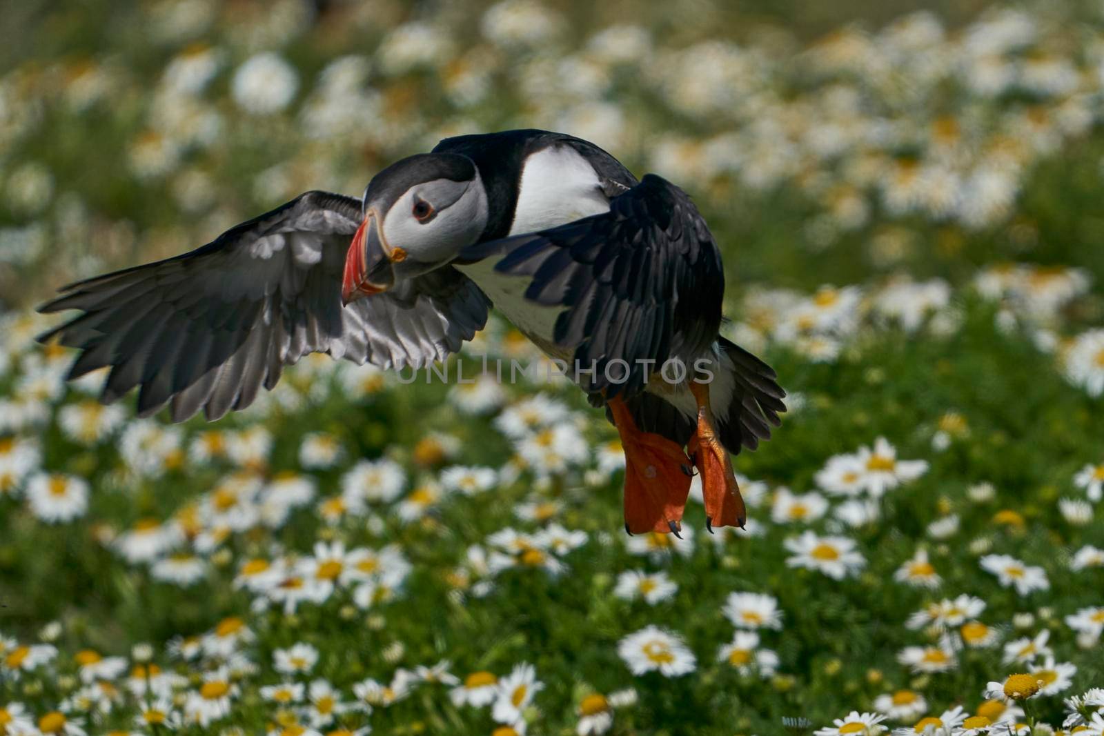 Puffin landing among summer flowers by JeremyRichards