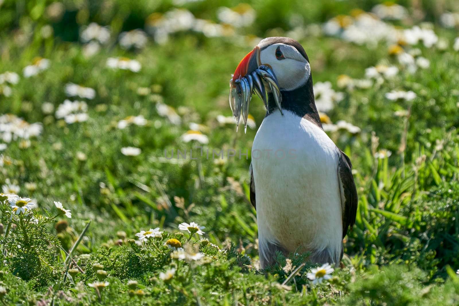 Atlantic puffin (Fratercula arctica) carrying small fish in its beak to feed its chick on Skomer Island off the coast of Pembrokeshire in Wales, United Kingdom