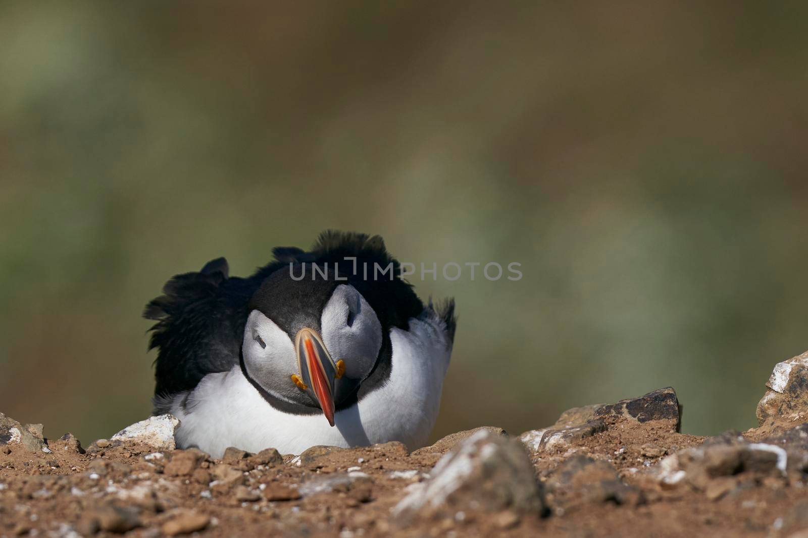 Atlantic puffin (Fratercula arctica) on the cliffs of Skomer Island off the coast of Pembrokeshire in Wales, United Kingdom