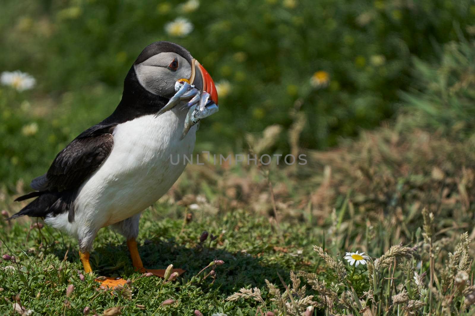 Atlantic puffin (Fratercula arctica) carrying small fish in its beak to feed its chick on Skomer Island off the coast of Pembrokeshire in Wales, United Kingdom