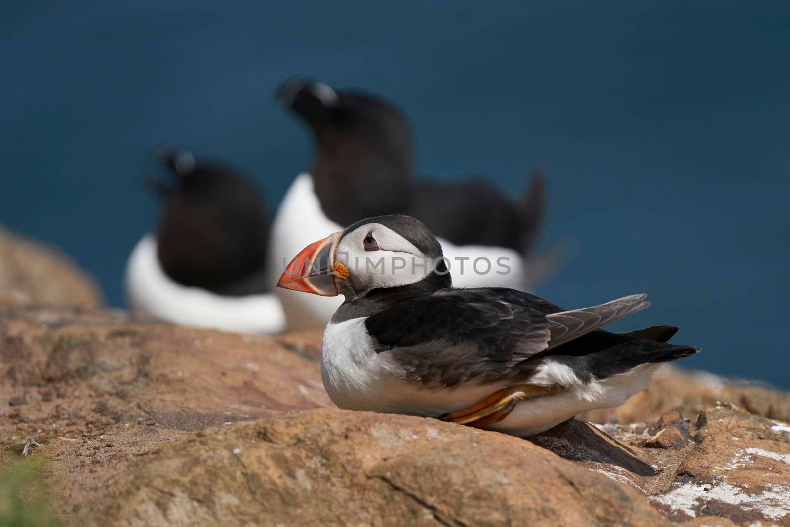 Puffin on the coast of Skomer Island by JeremyRichards