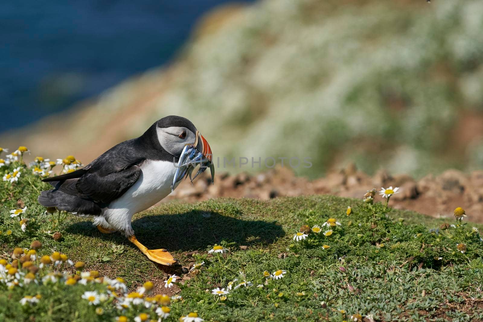 Atlantic puffin (Fratercula arctica) with small fish in its beak to feed its chick on the cliffs of Skomer Island off the coast of Pembrokeshire in Wales, United Kingdom