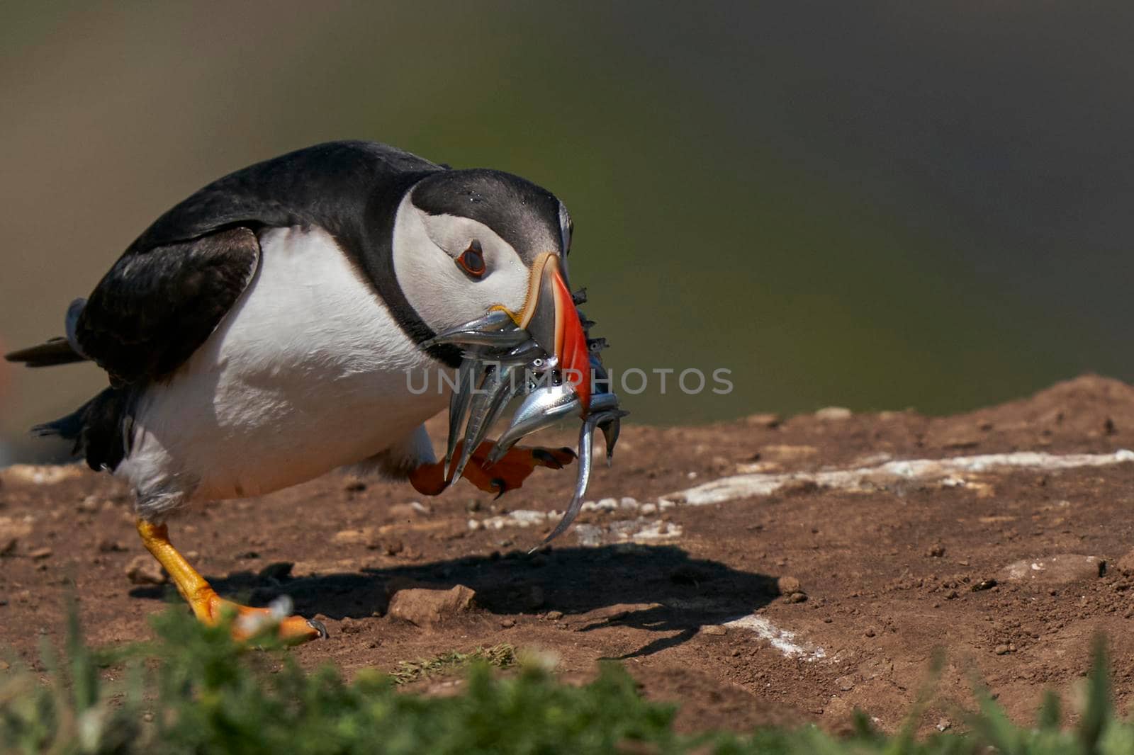 Atlantic puffin (Fratercula arctica) with small fish in its beak to feed its chick on the cliffs of Skomer Island off the coast of Pembrokeshire in Wales, United Kingdom
