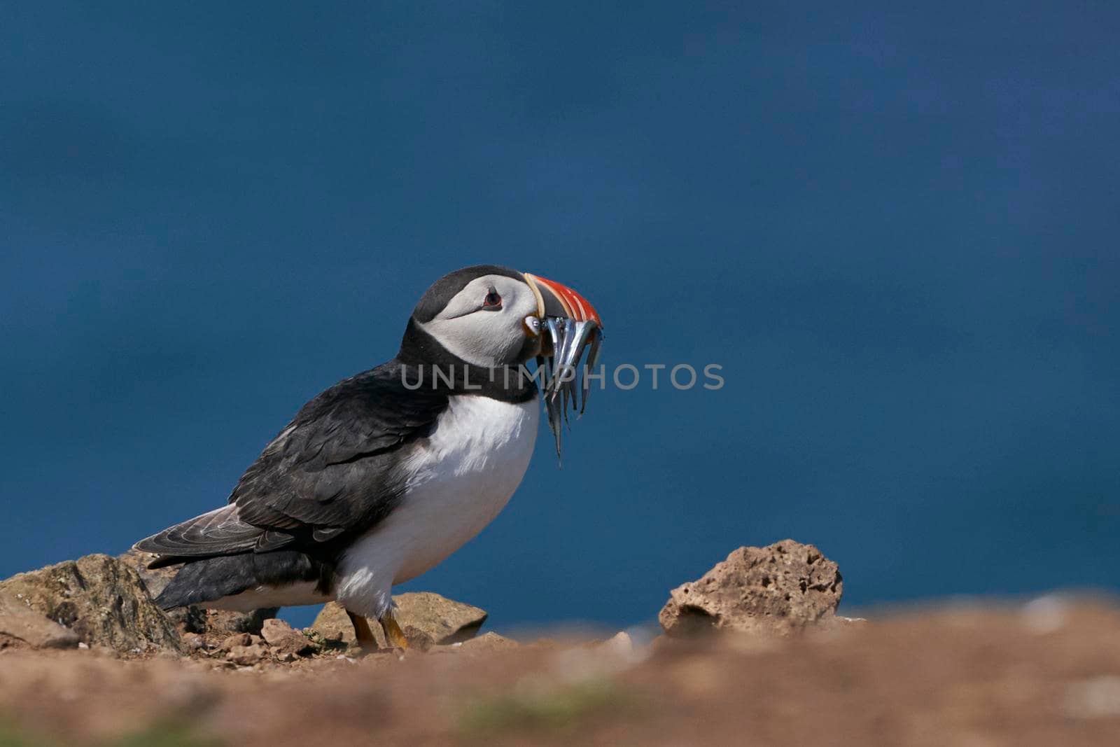 Puffin with freshly caught fish by JeremyRichards