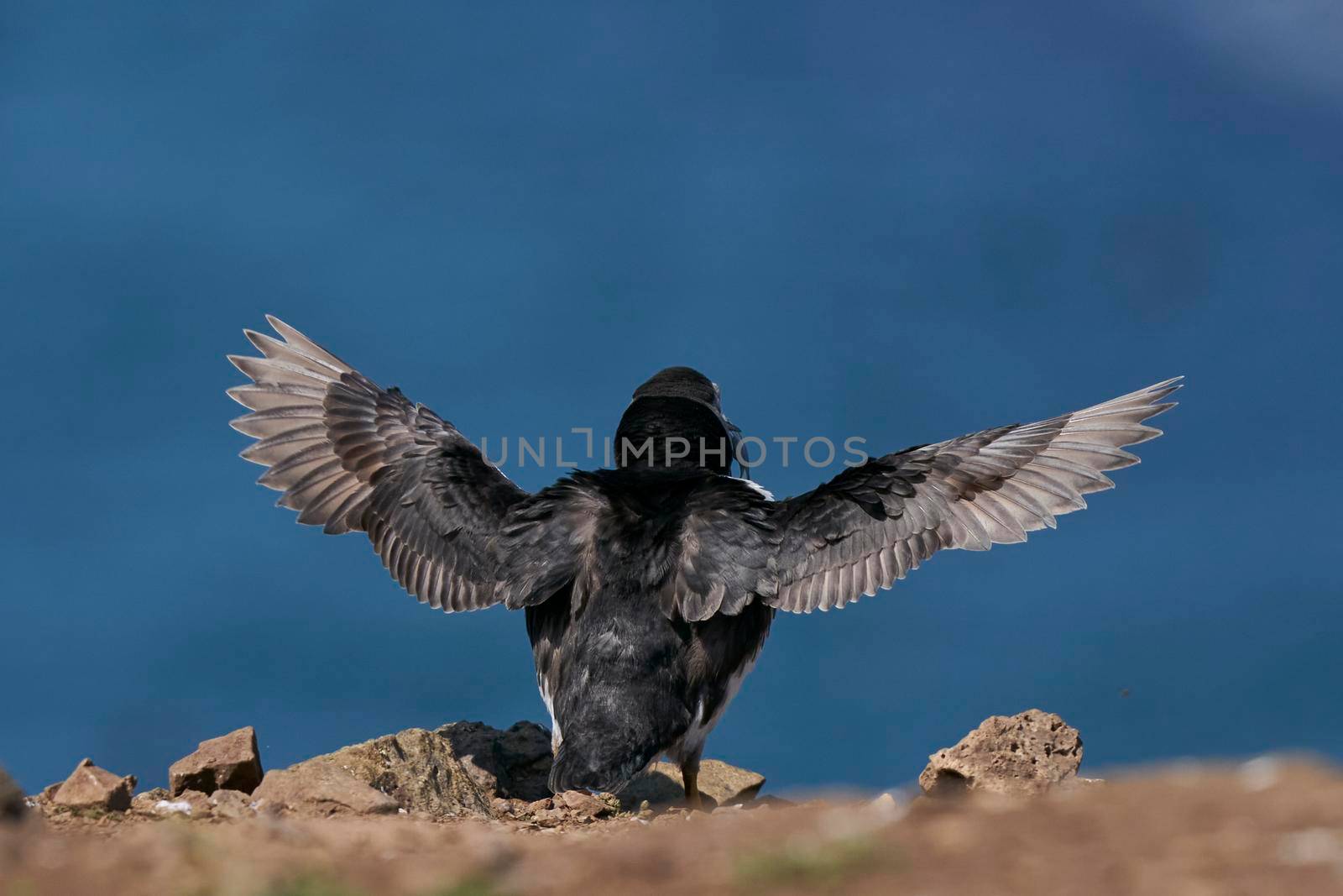 Atlantic puffin (Fratercula arctica) on the cliffs of Skomer Island off the coast of Pembrokeshire in Wales, United Kingdom