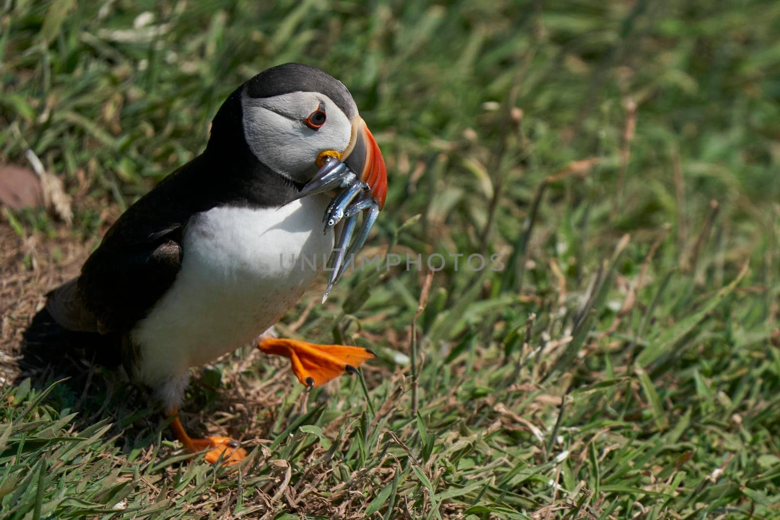 Adult puffin taking fish to its chick by JeremyRichards