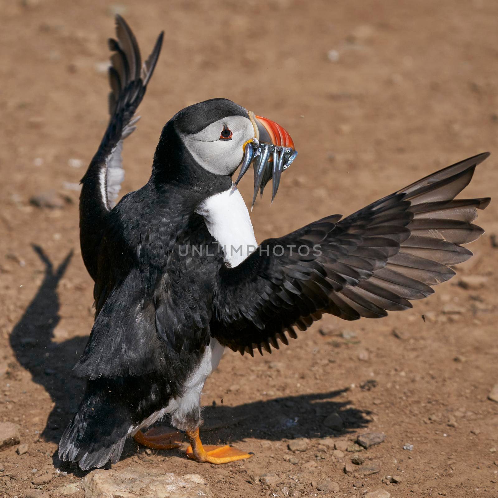 Atlantic puffin (Fratercula arctica) carrying sandeels in its beak to feed its chick on Skomer Island off the coast of Pembrokeshire in Wales, United Kingdom