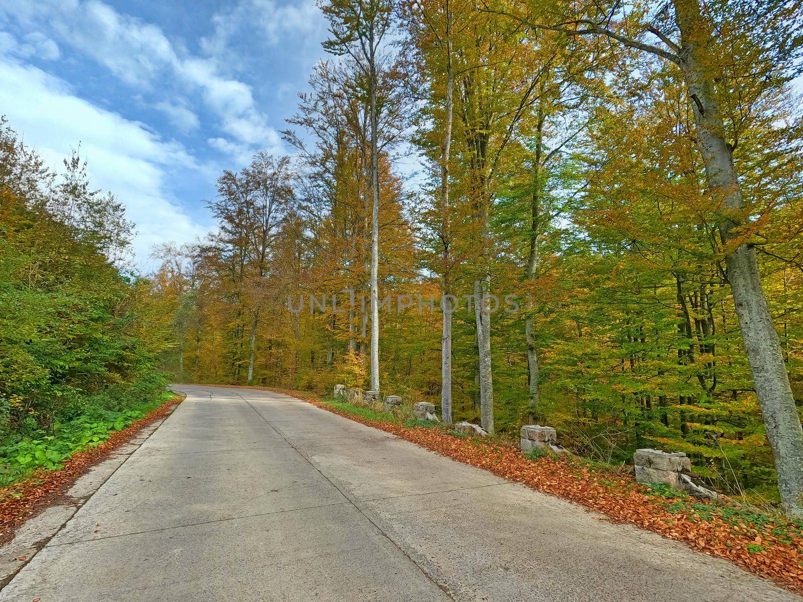 Autumn road in forest by savcoco