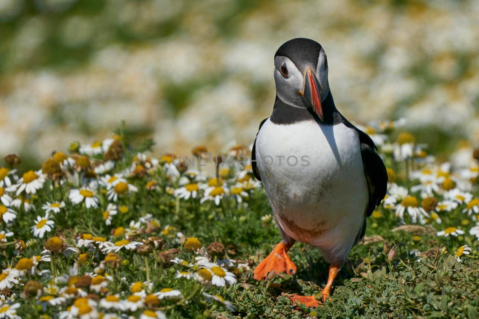 Atlantic puffin (Fratercula arctica) amongst summer flowers on Skomer Island off the coast of Pembrokeshire in Wales, United Kingdom