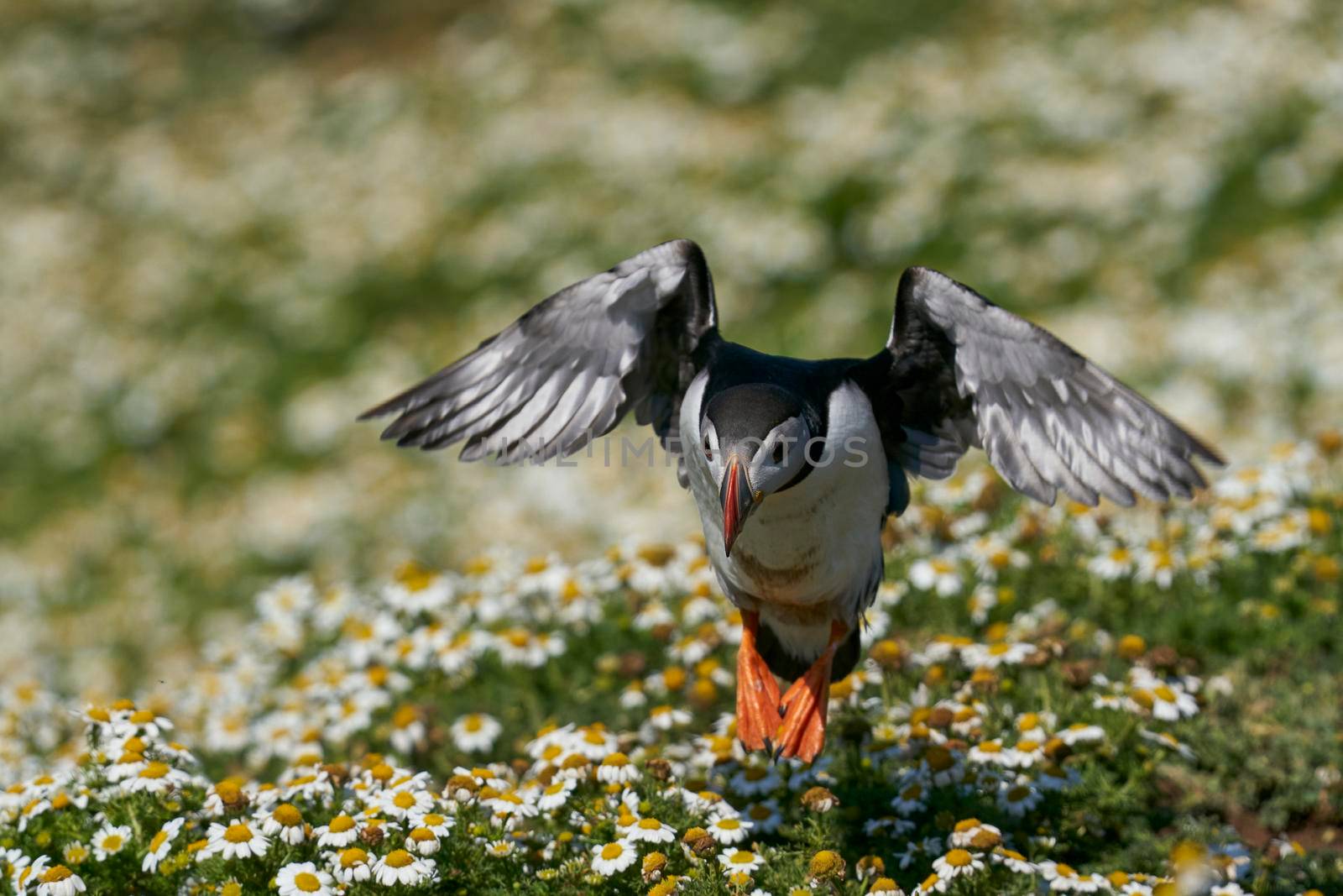 Atlantic puffin (Fratercula arctica) landing amongst summer flowers on Skomer Island off the coast of Pembrokeshire in Wales, United Kingdom