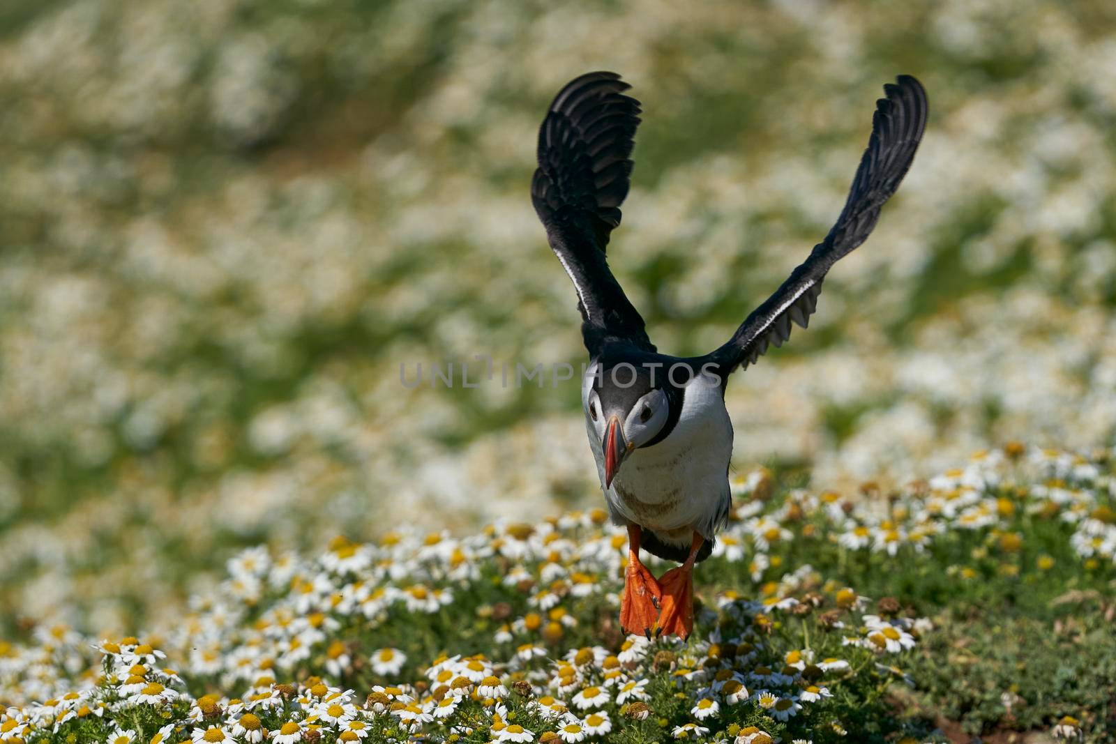 Atlantic puffin (Fratercula arctica) landing amongst summer flowers on Skomer Island off the coast of Pembrokeshire in Wales, United Kingdom