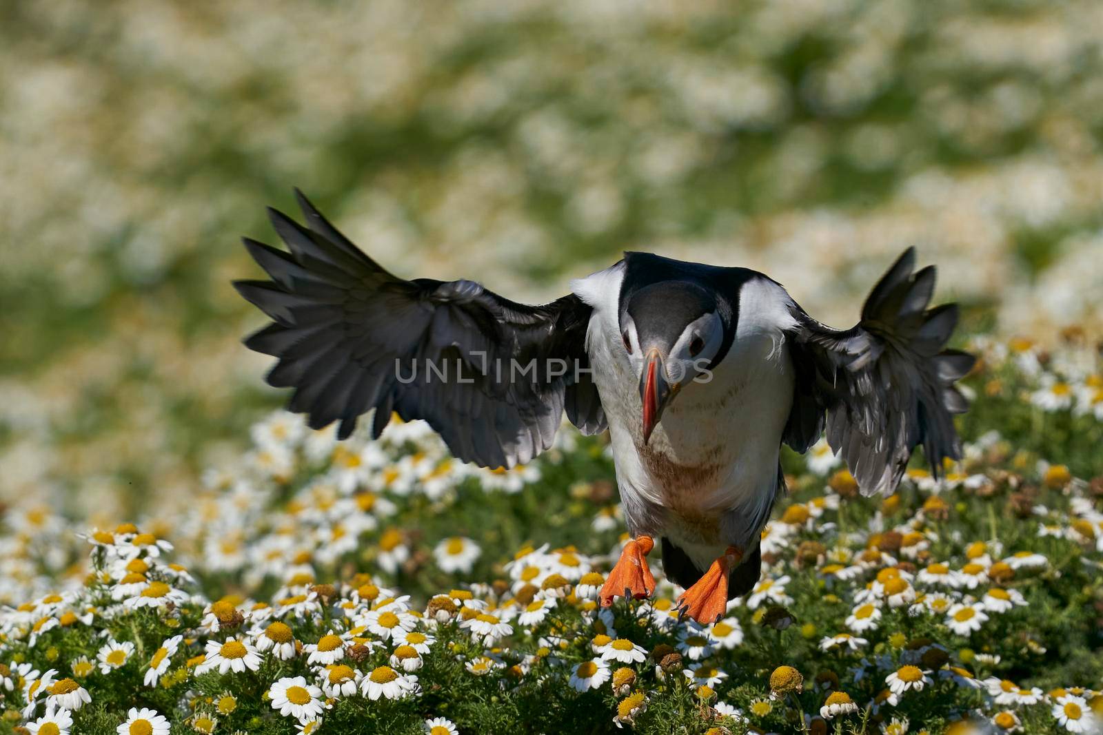 Puffin landing among summer flowers by JeremyRichards