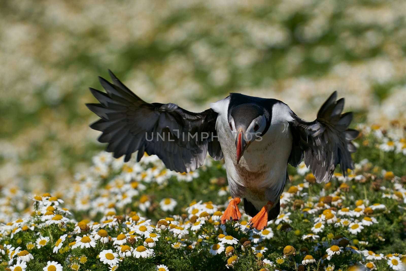 Atlantic puffin (Fratercula arctica) landing amongst summer flowers on Skomer Island off the coast of Pembrokeshire in Wales, United Kingdom