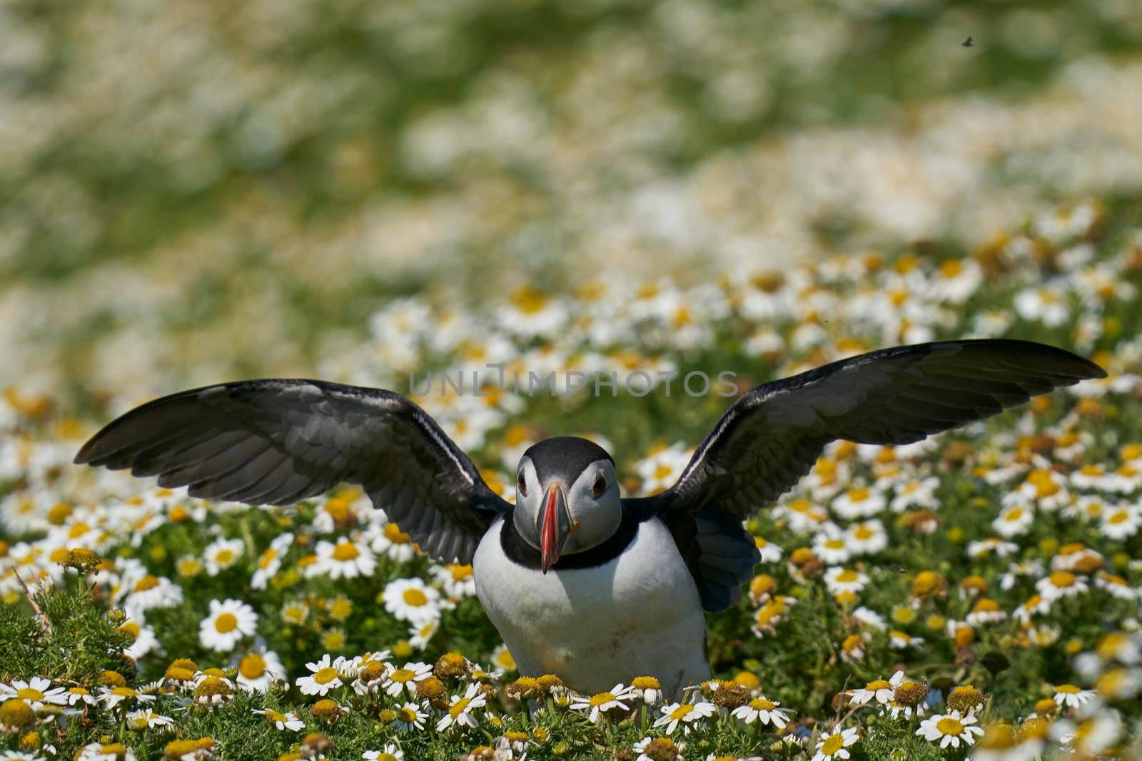 Puffin landing among summer flowers by JeremyRichards