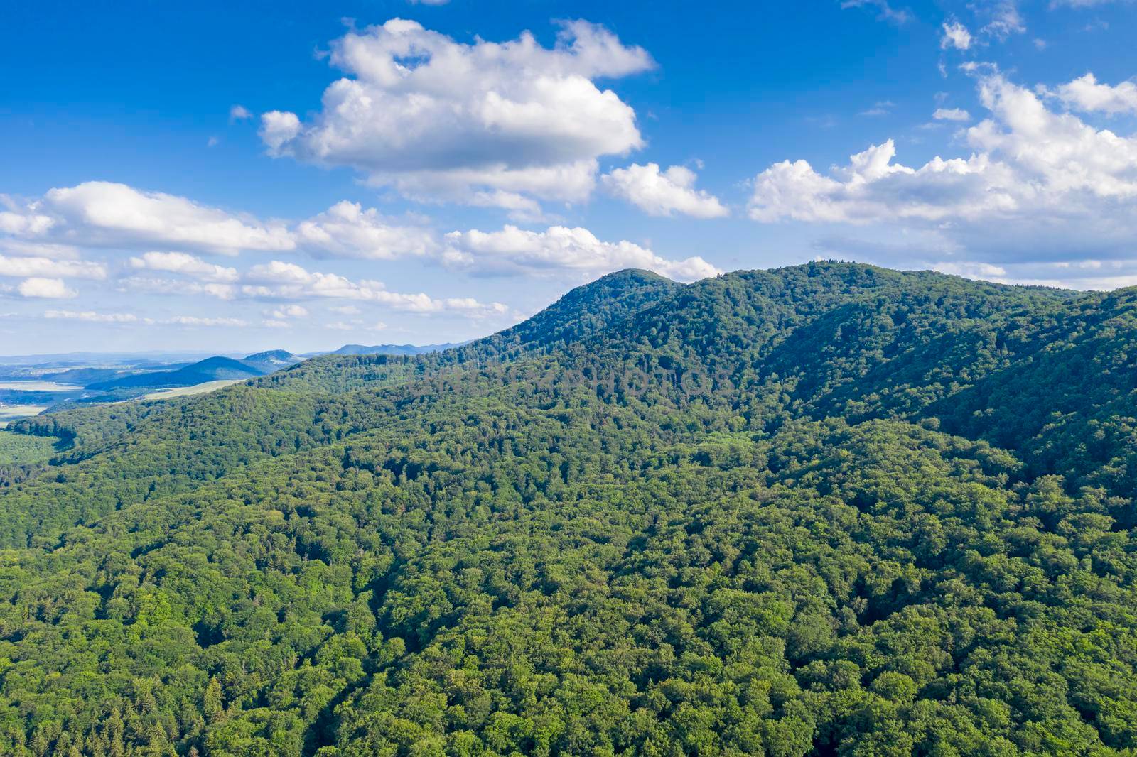 Up view of summer forest, green foliage scene