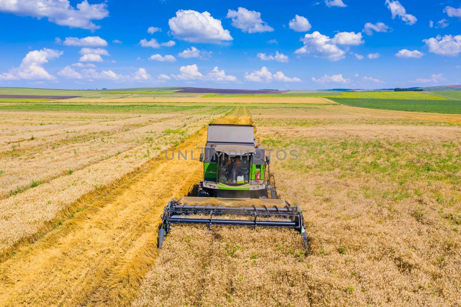 Working combine harvester on wheat field in a sunny summer day