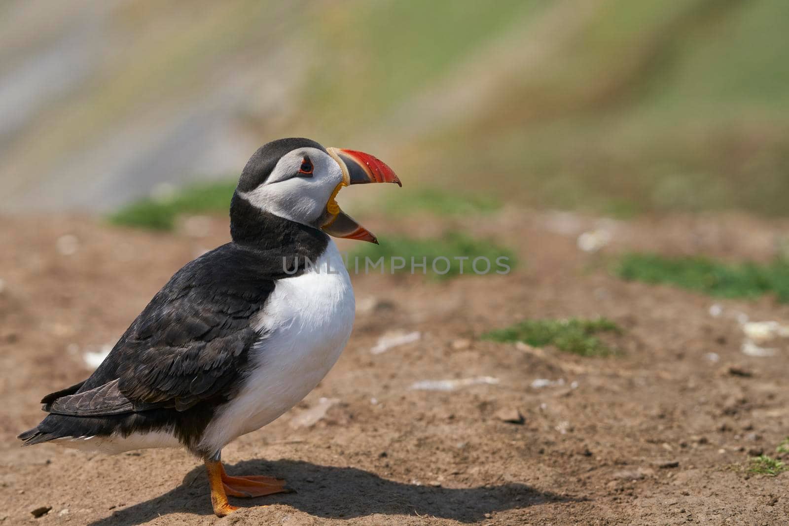 Atlantic puffin (Fratercula arctica) calling on Skomer Island off the coast of Pembrokeshire in Wales, United Kingdom