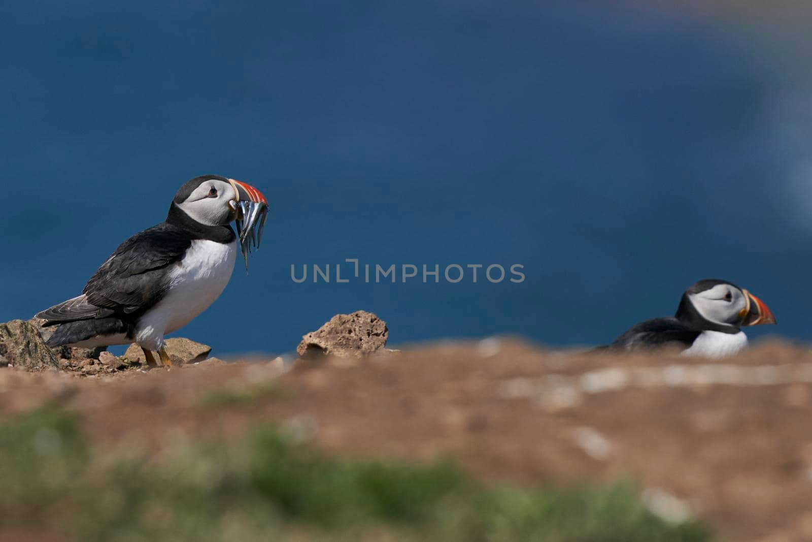 Puffin with freshly caught fish by JeremyRichards