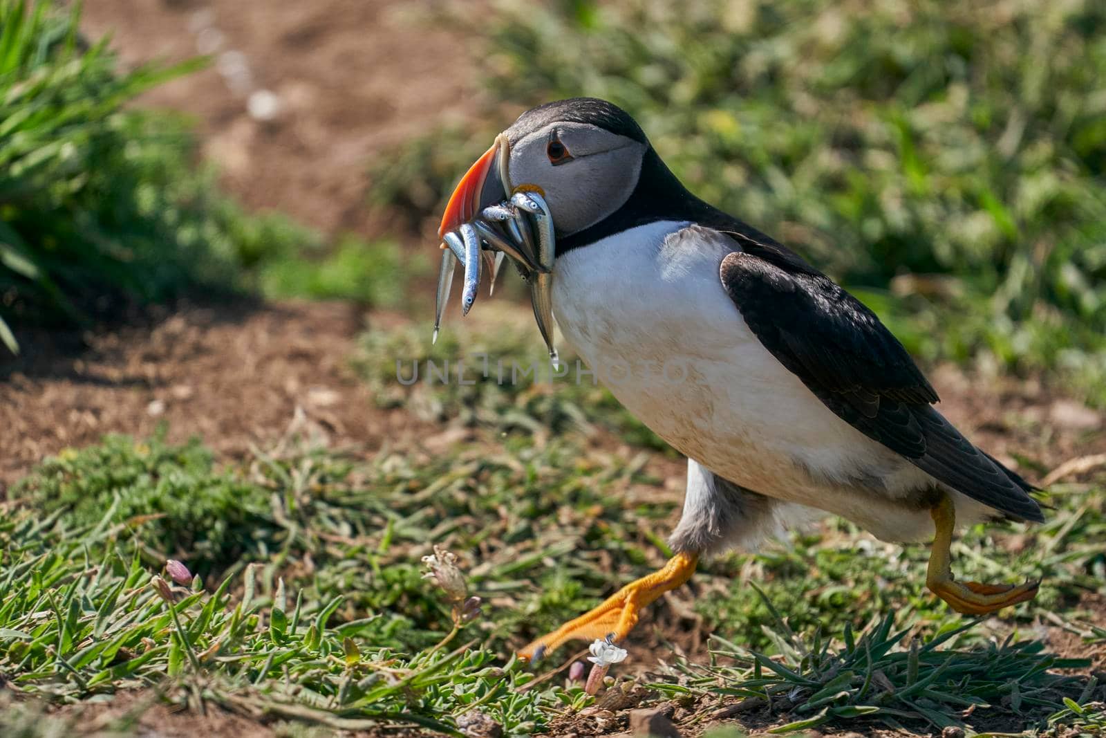 Atlantic puffin (Fratercula arctica) carrying small fish in its beak to feed its chick on Skomer Island off the coast of Pembrokeshire in Wales, United Kingdom