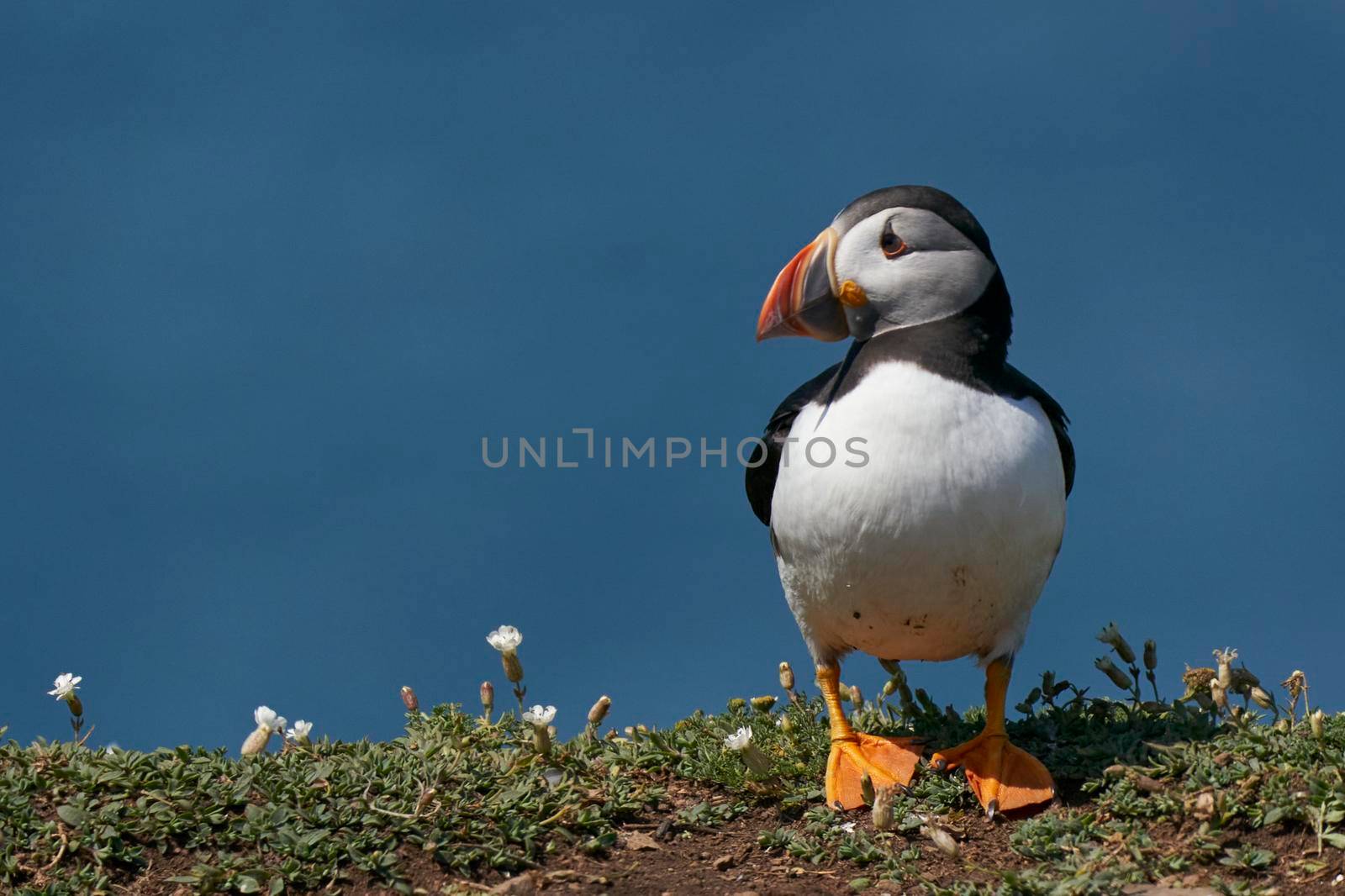 Atlantic puffin (Fratercula arctica) on the cliffs of Skomer Island off the coast of Pembrokeshire in Wales, United Kingdom