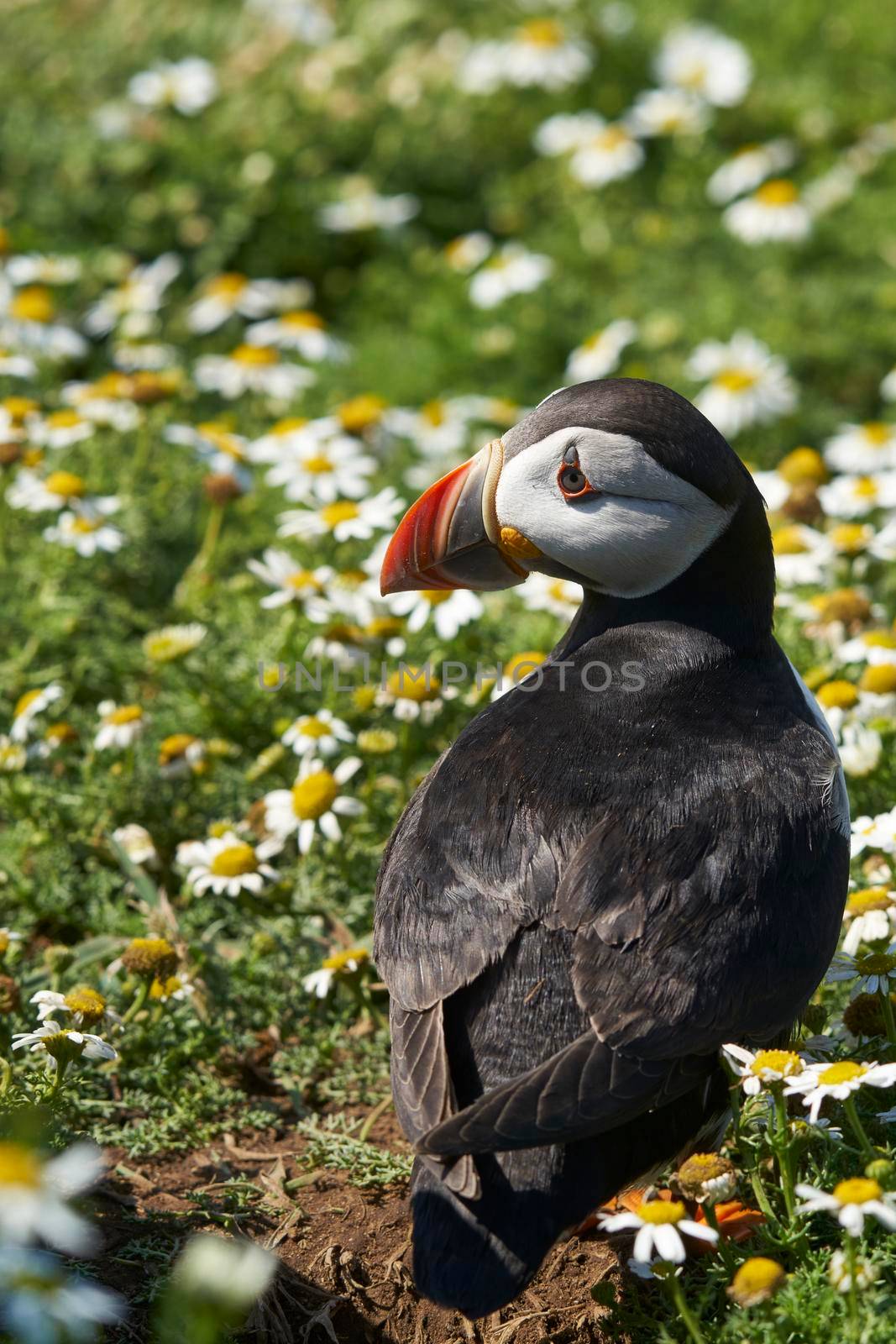 Puffin among summer flowers by JeremyRichards